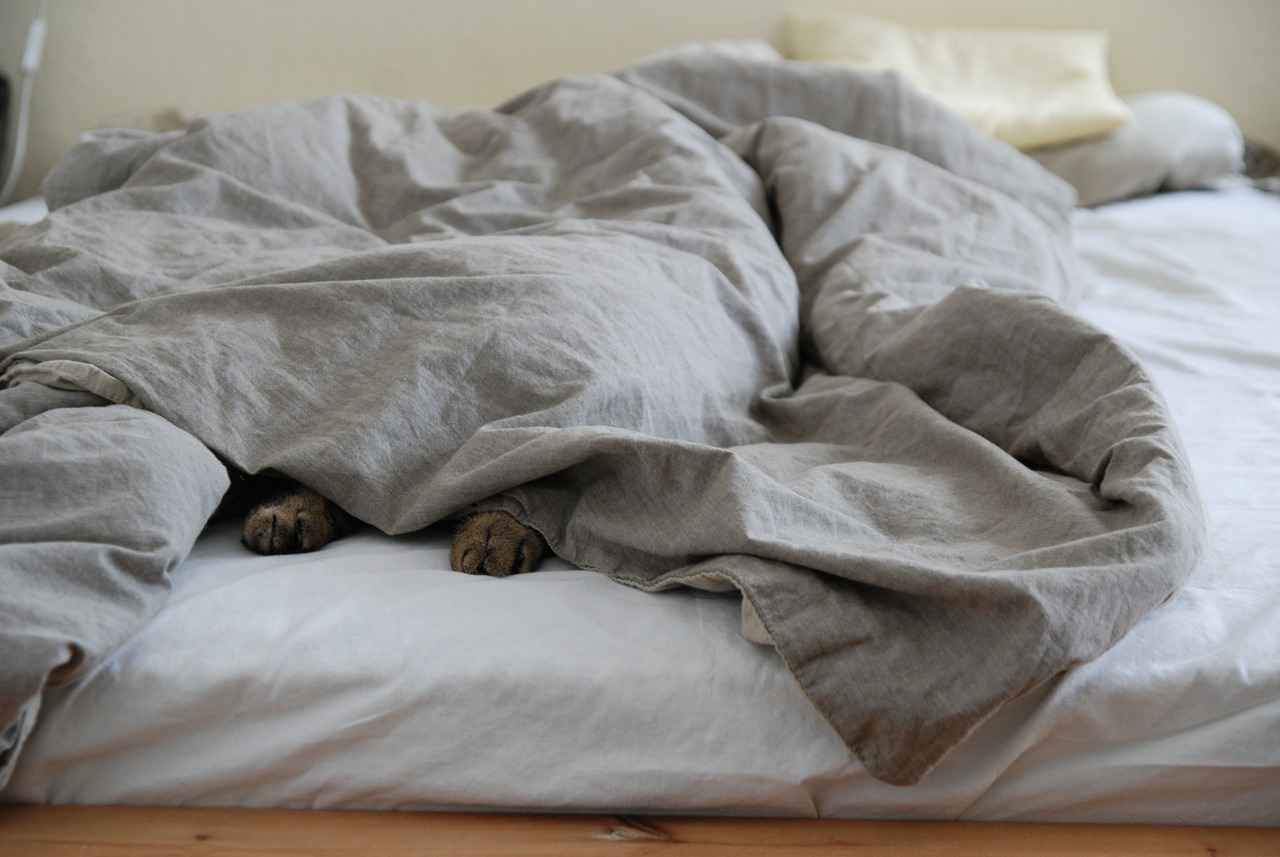 Different Styles of Dog Settee Beds