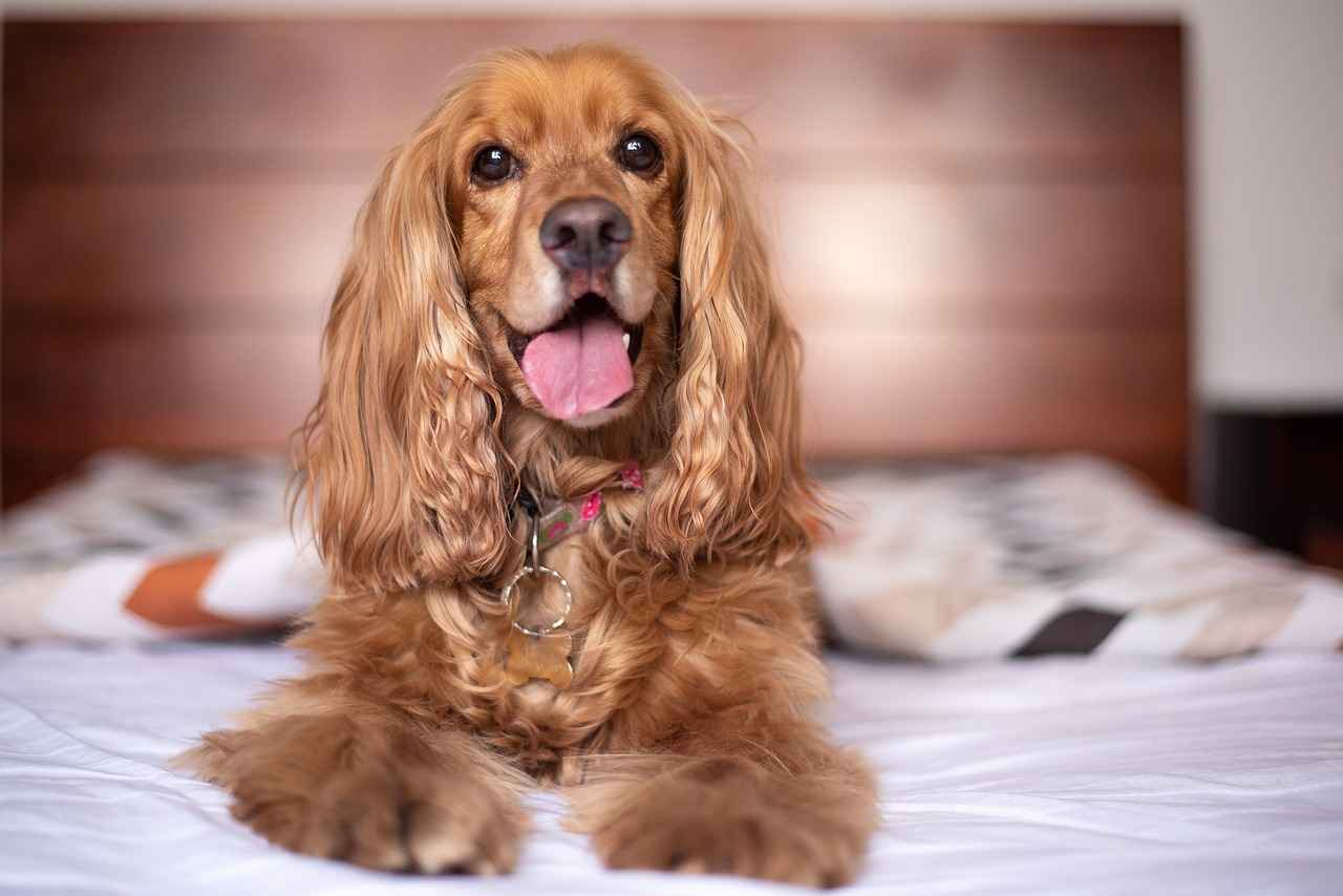Conclusion: Finding the Perfect Dog Sofa Bed