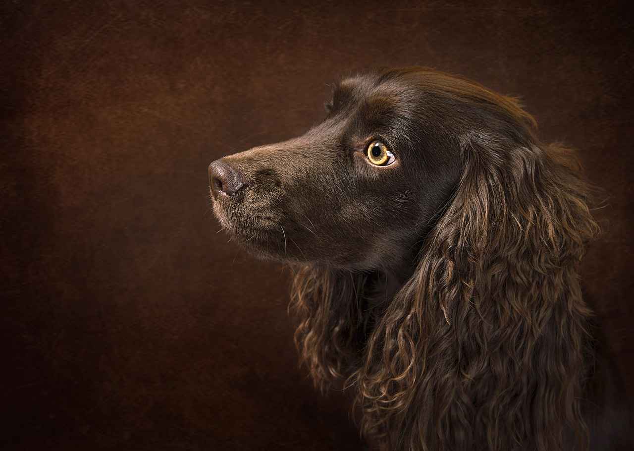 Conclusion: Enhancing Your Dog's Life with Steps