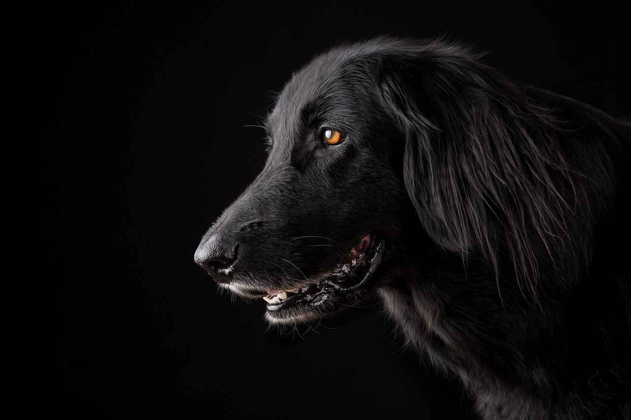 Dogs Beds for Large Dogs: Best Options for Big Breeds