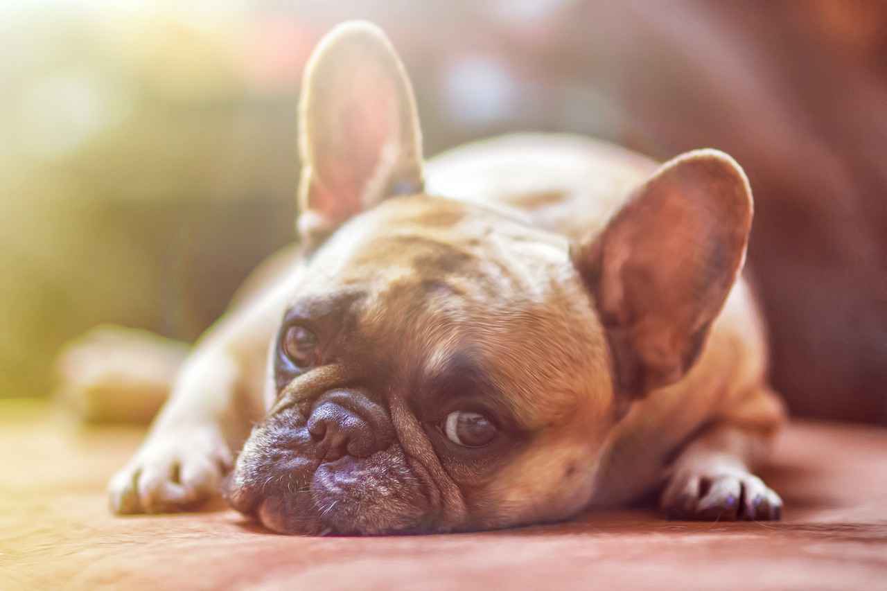 1. Understanding Dog Bed Types