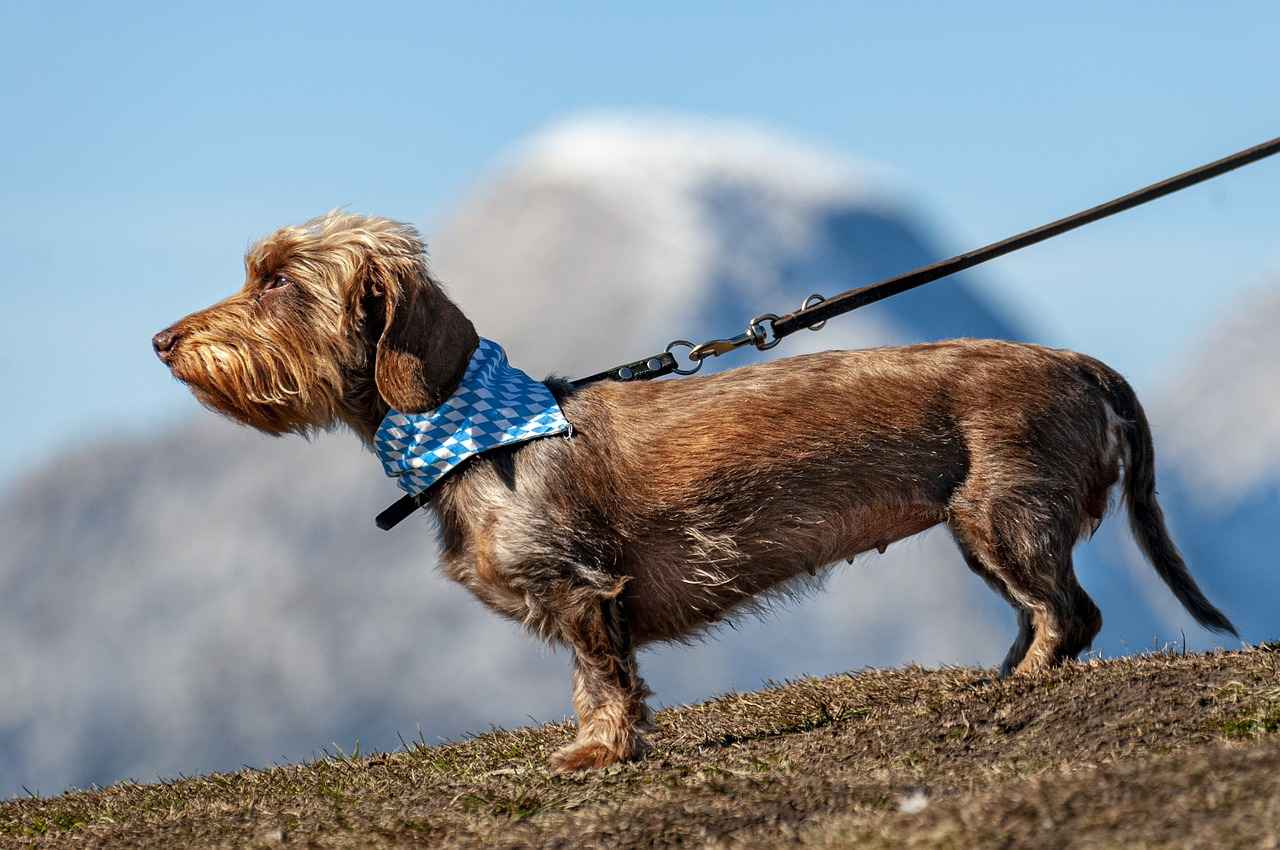 2. Factors to Consider When Choosing a Dog Bed