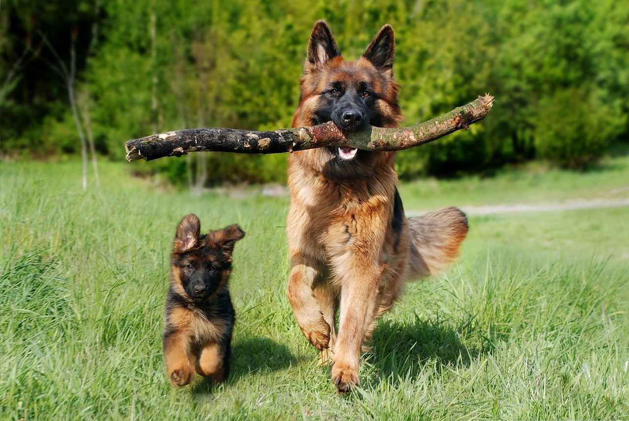 9. Dog Bed Accessories: Enhance Comfort