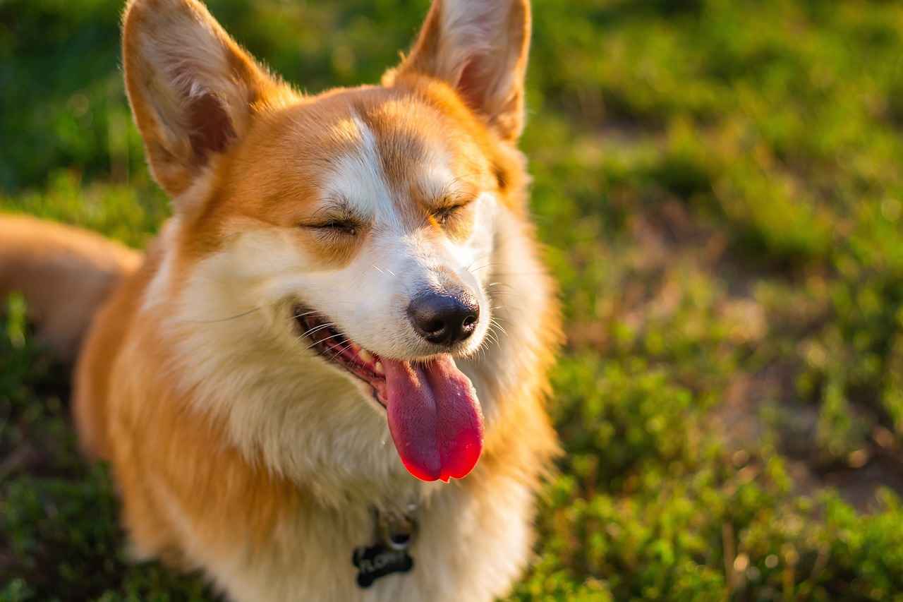 Conclusion: Investing in Your Dog’s Comfort