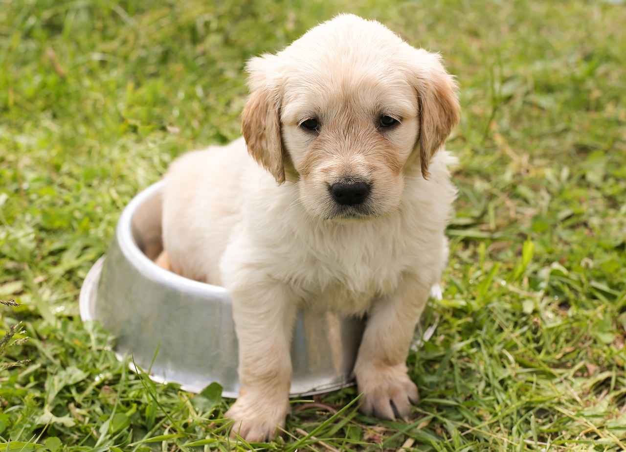 Choosing the Right Elevated Dog Bed