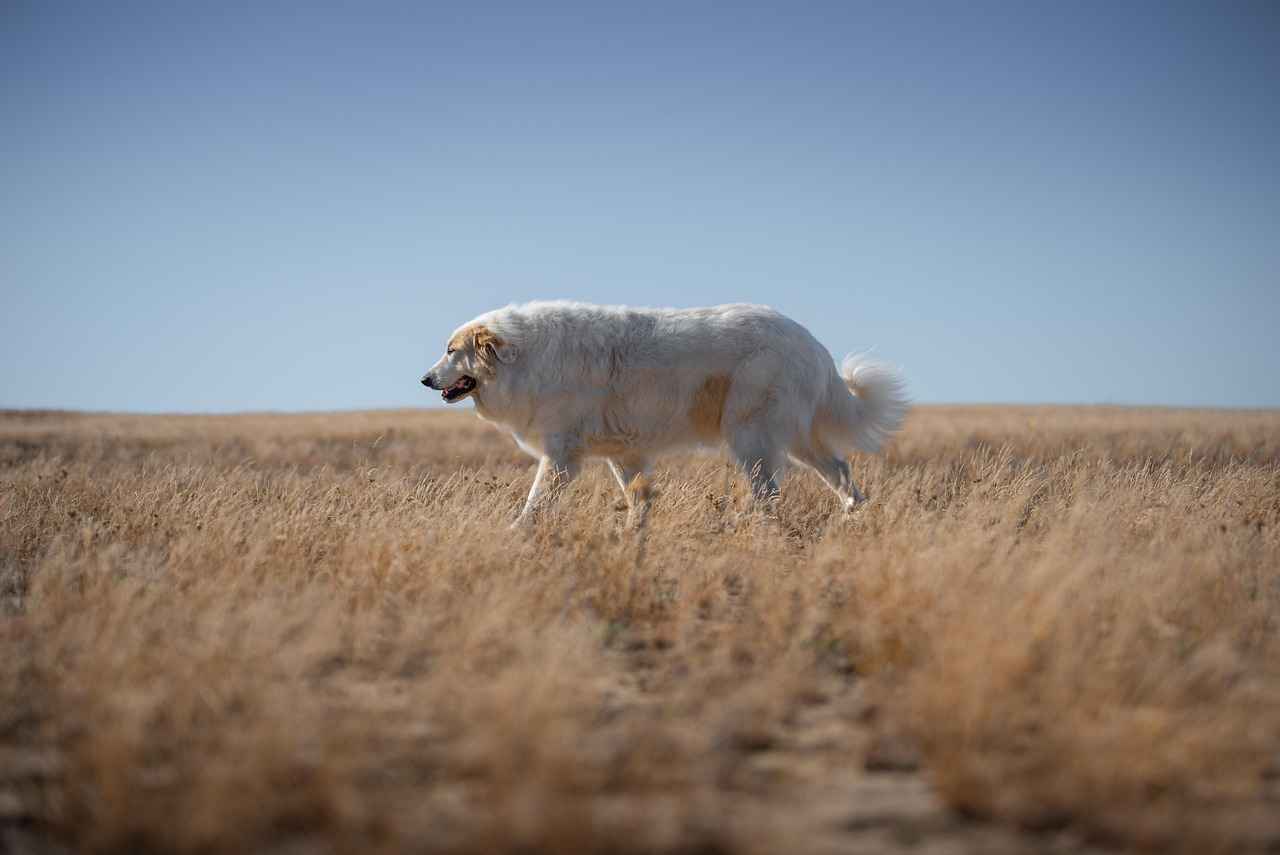 Conclusion: Finding the Right Bed for Your Big Dog