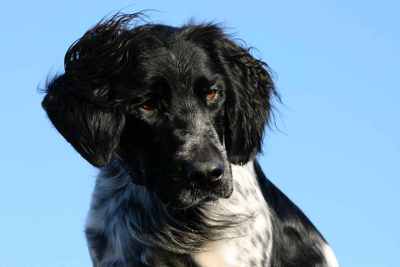 How to Choose the Right Size for Your Dog