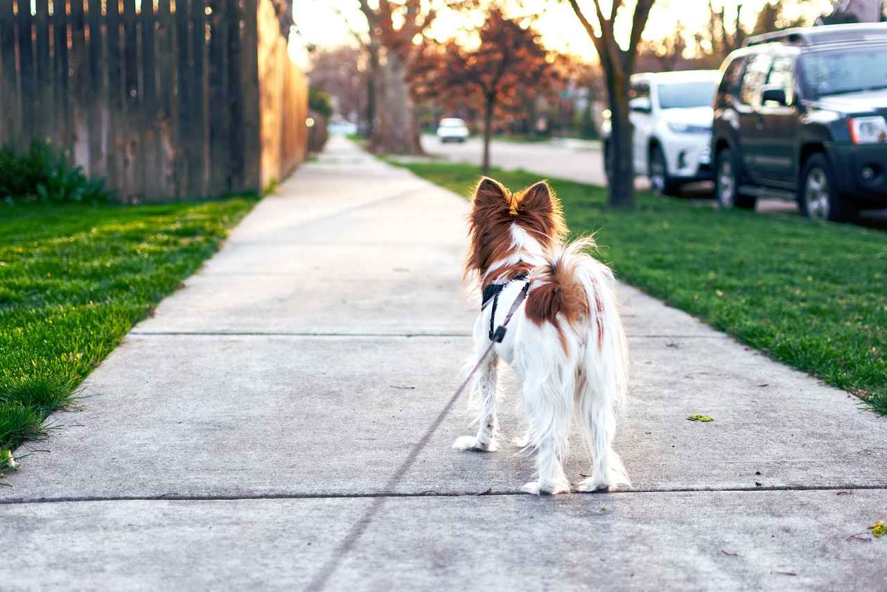 Maintenance Tips for Extra Large Dog Beds