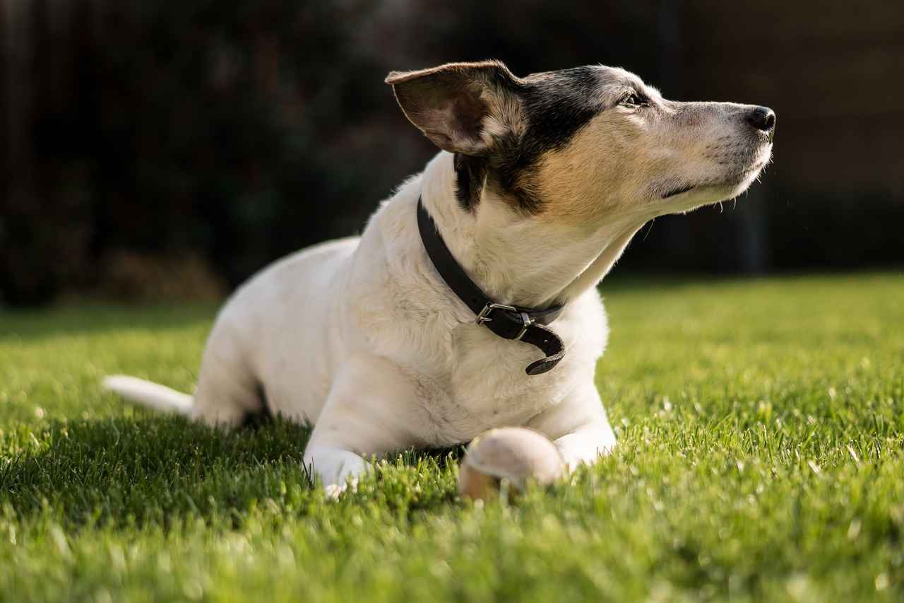 Benefits of Orthopedic Dog Beds for Large Breeds