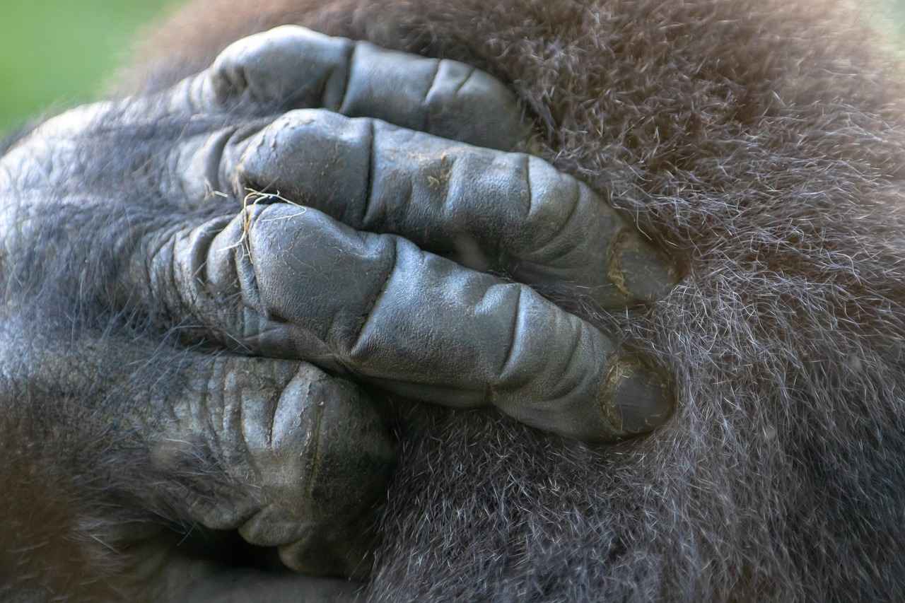 What Makes Gorilla Dog Beds Unique?