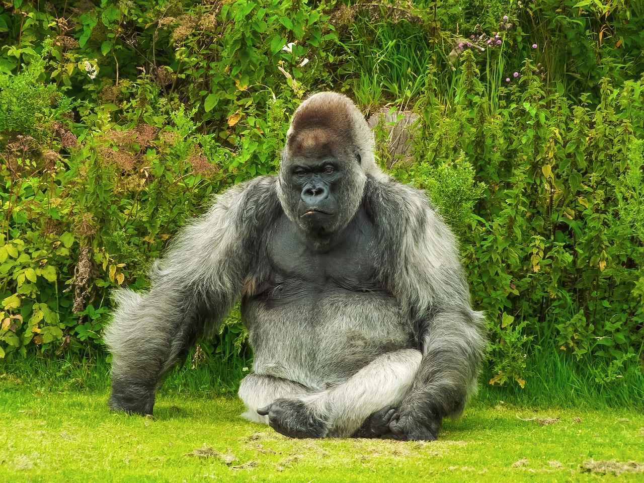 How to Choose the Right Size Gorilla Dog Bed