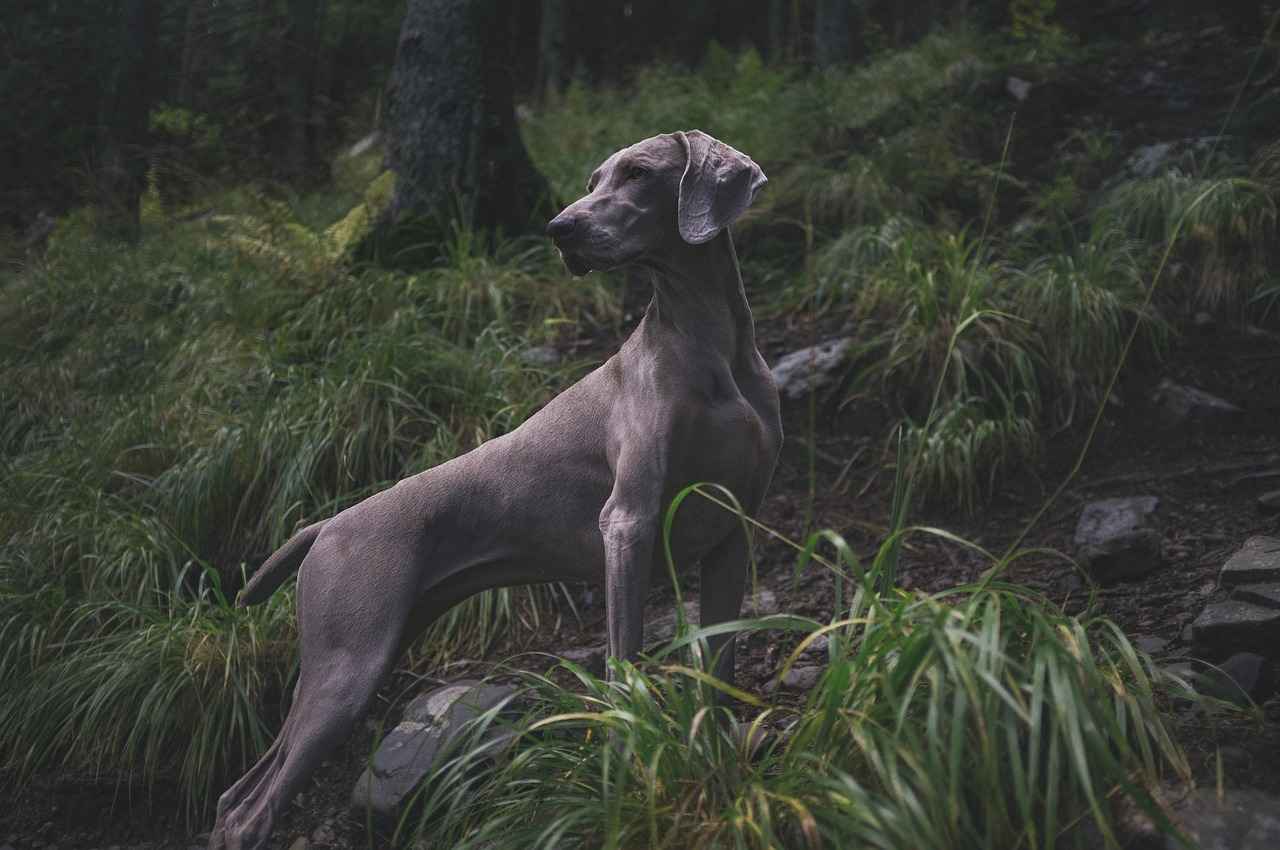 What Makes Harry Barker Dog Beds Unique?