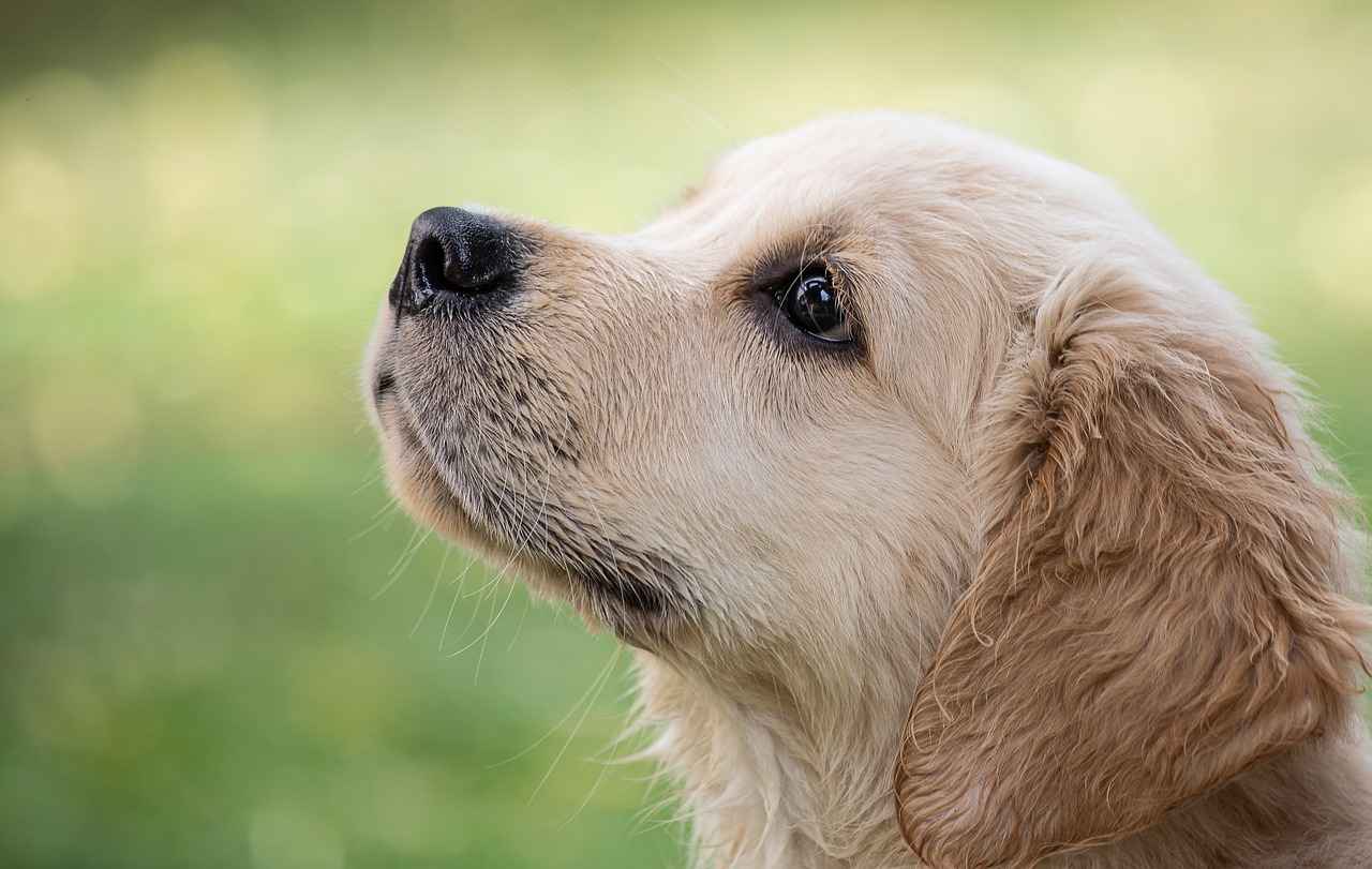 Conclusion: Investing in Your Dog's Comfort
