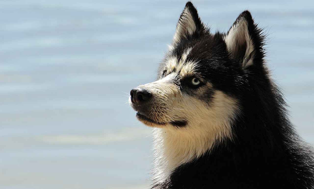 Human Dog Beds: Why Your Dog Needs Its Own Bed