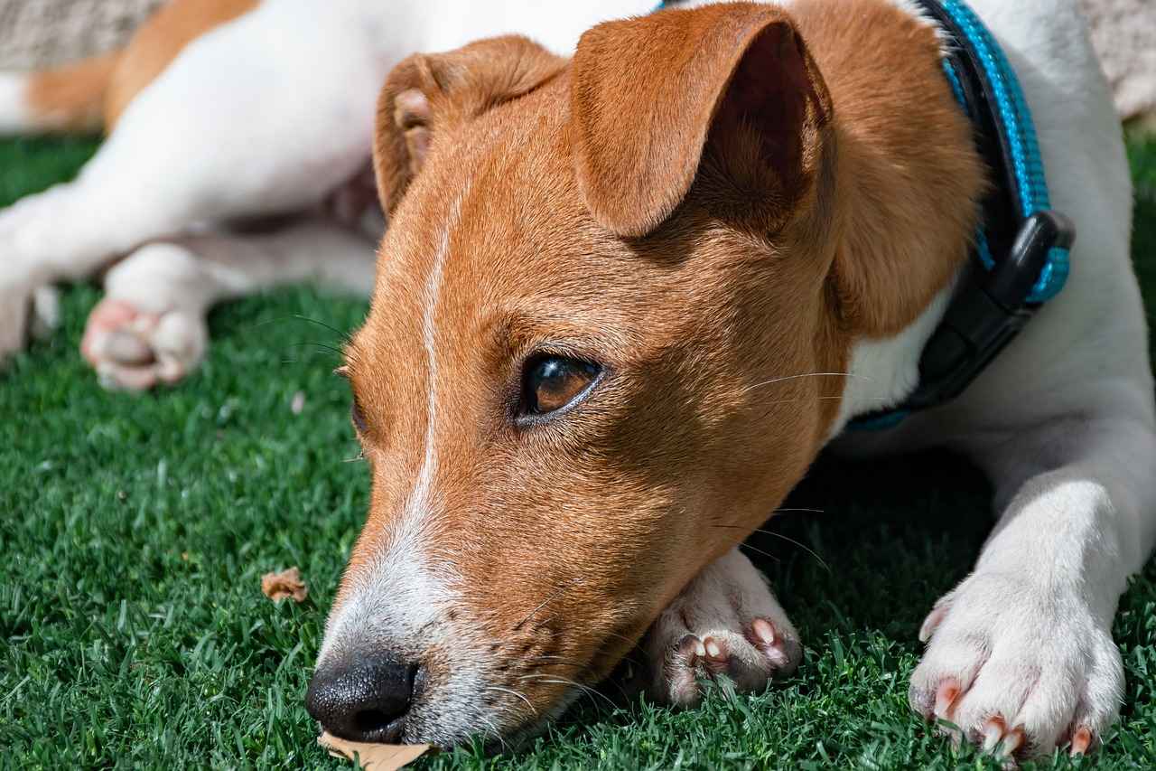 Choosing the Right Dog Bed