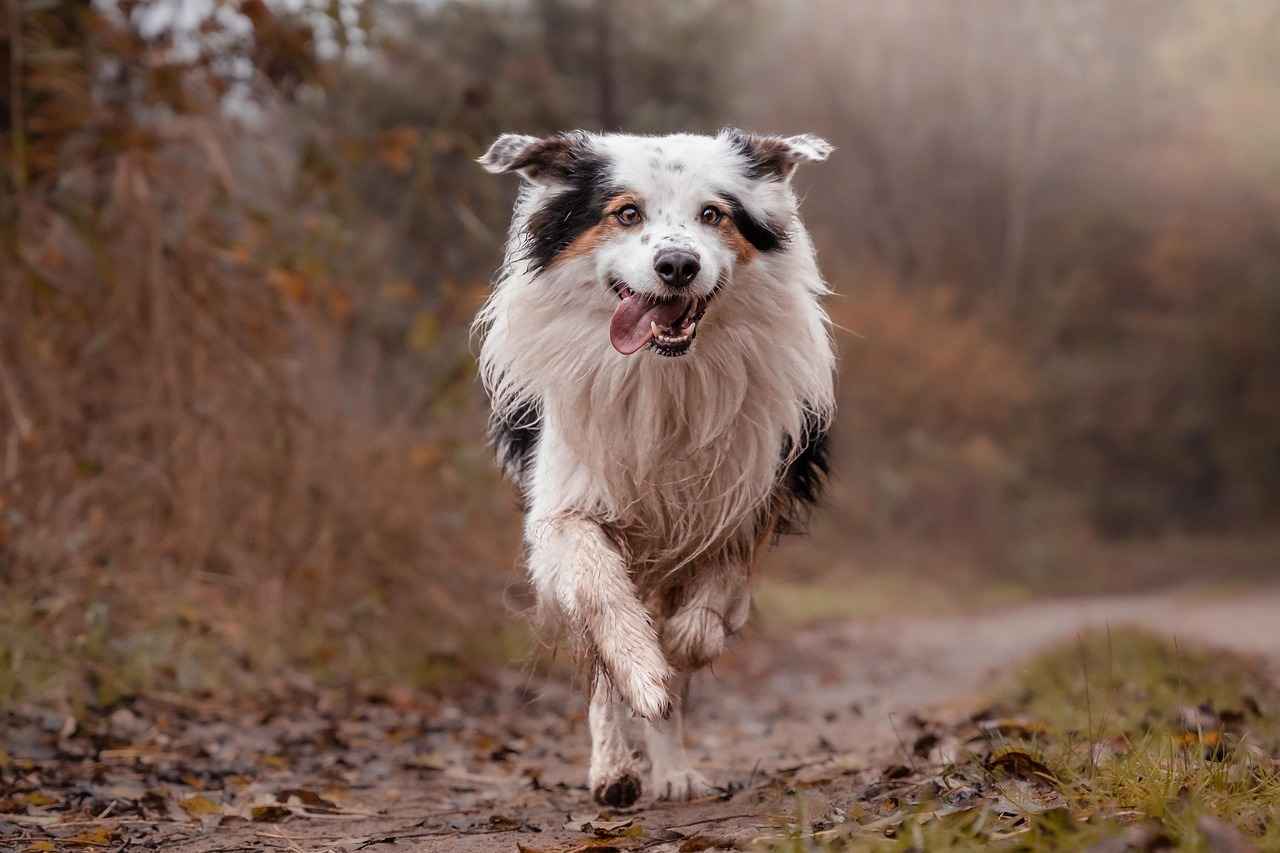 Materials Used in Human-Sized Dog Beds