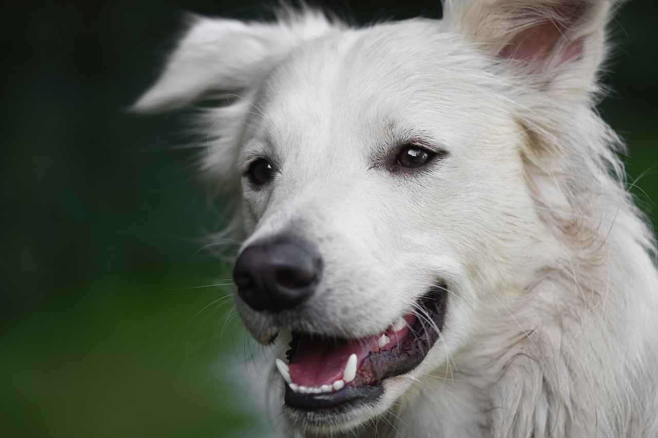 How to Clean and Maintain a Human-Sized Dog Bed