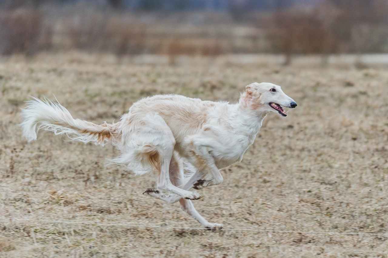 Cost Considerations for Human-Sized Dog Beds