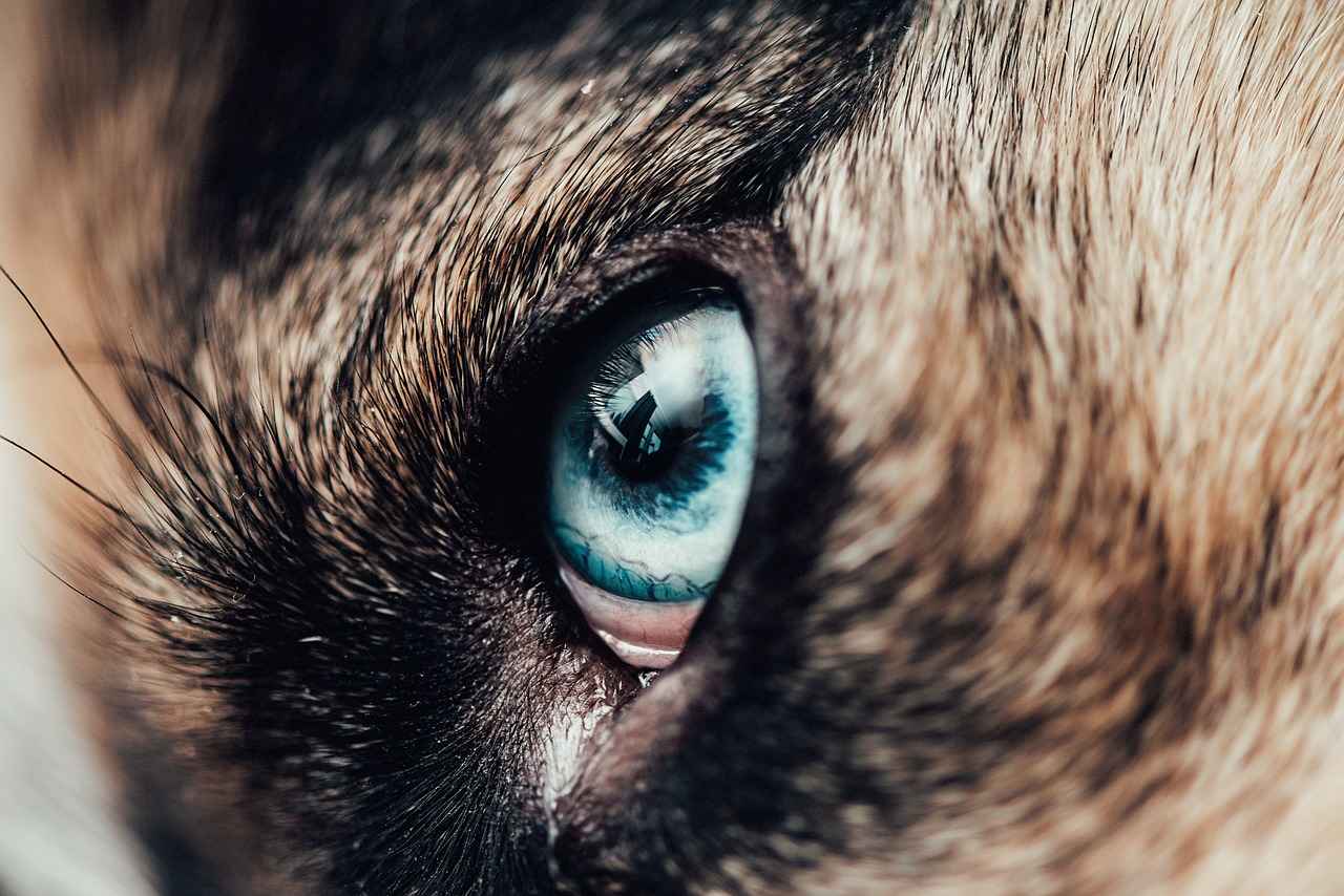 How to Choose the Right Indestructible Dog Bed