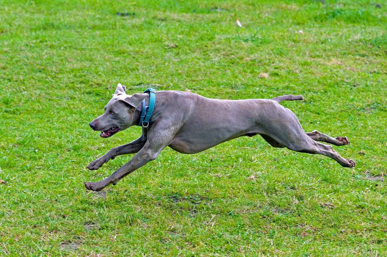 Factors to Consider When Choosing a Large Dog Bed
