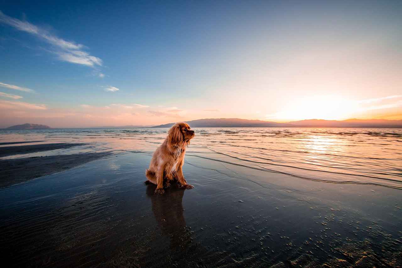 LL Bean Dog Bed: Durable and Cozy for Your Dog