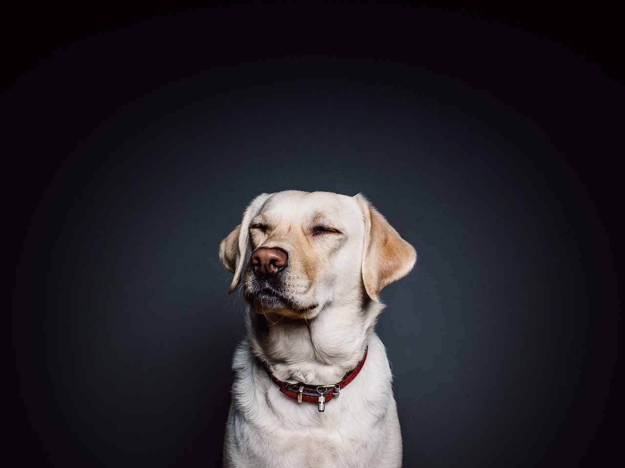 Medium Dog Beds: Ideal Choices for Your Medium-Sized Dog