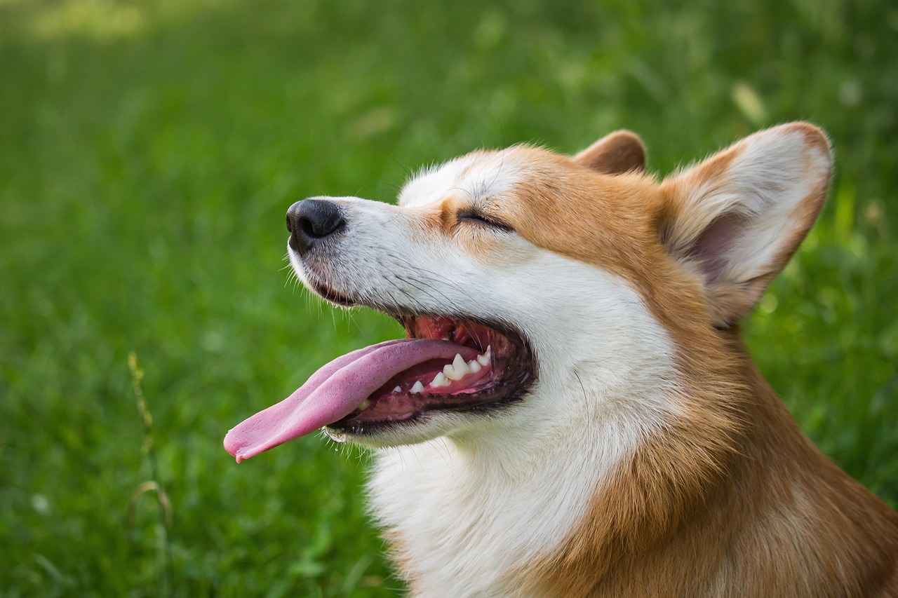 What is a Memory Foam Dog Bed?
