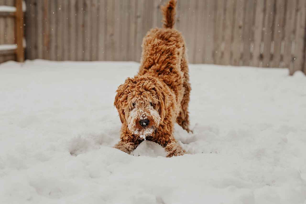 Care and Maintenance of Memory Foam Dog Beds