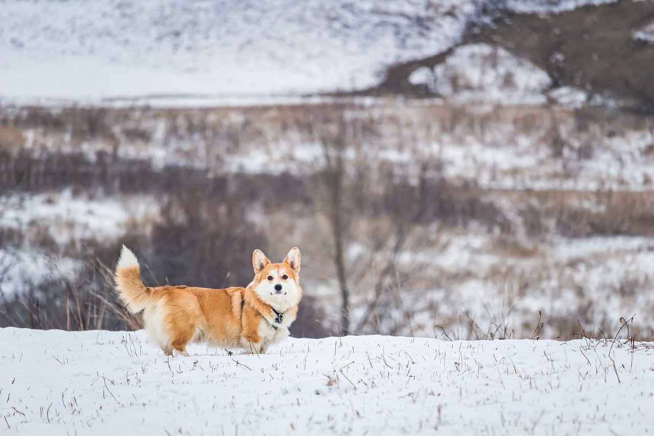Why Choose Orthopedic Dog Beds?