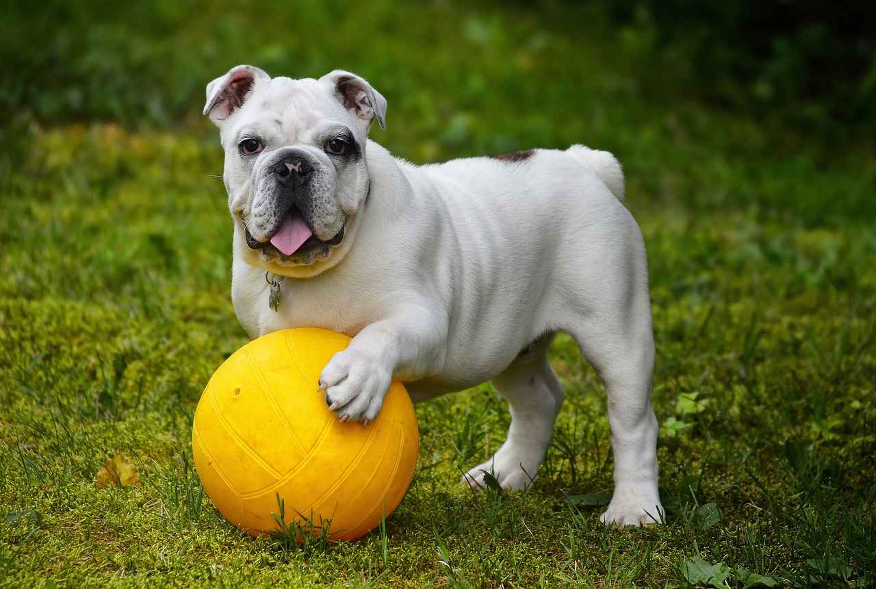 Benefits of Orthopedic Dog Beds