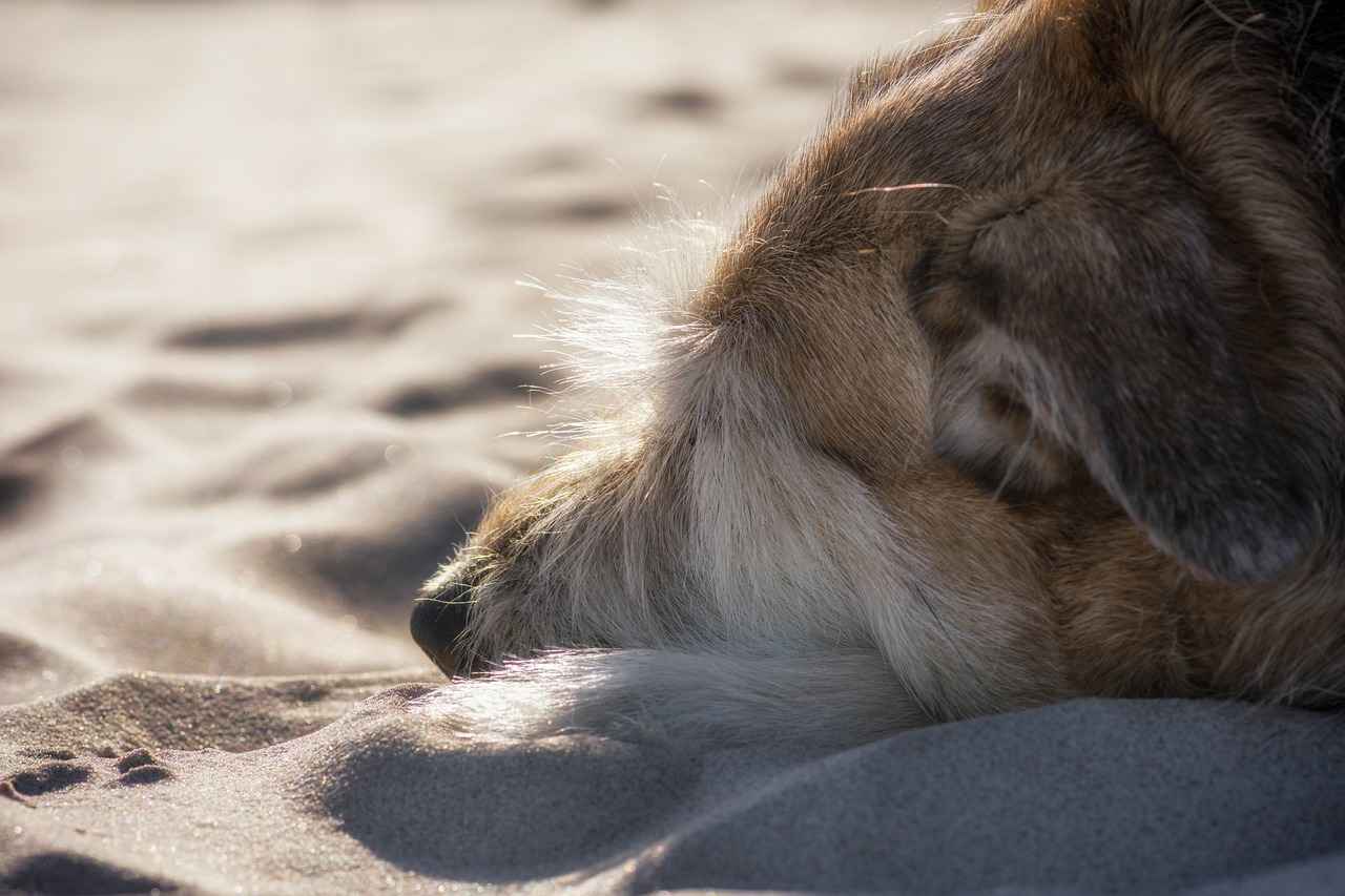 Why Choose Orvis Dog Beds?