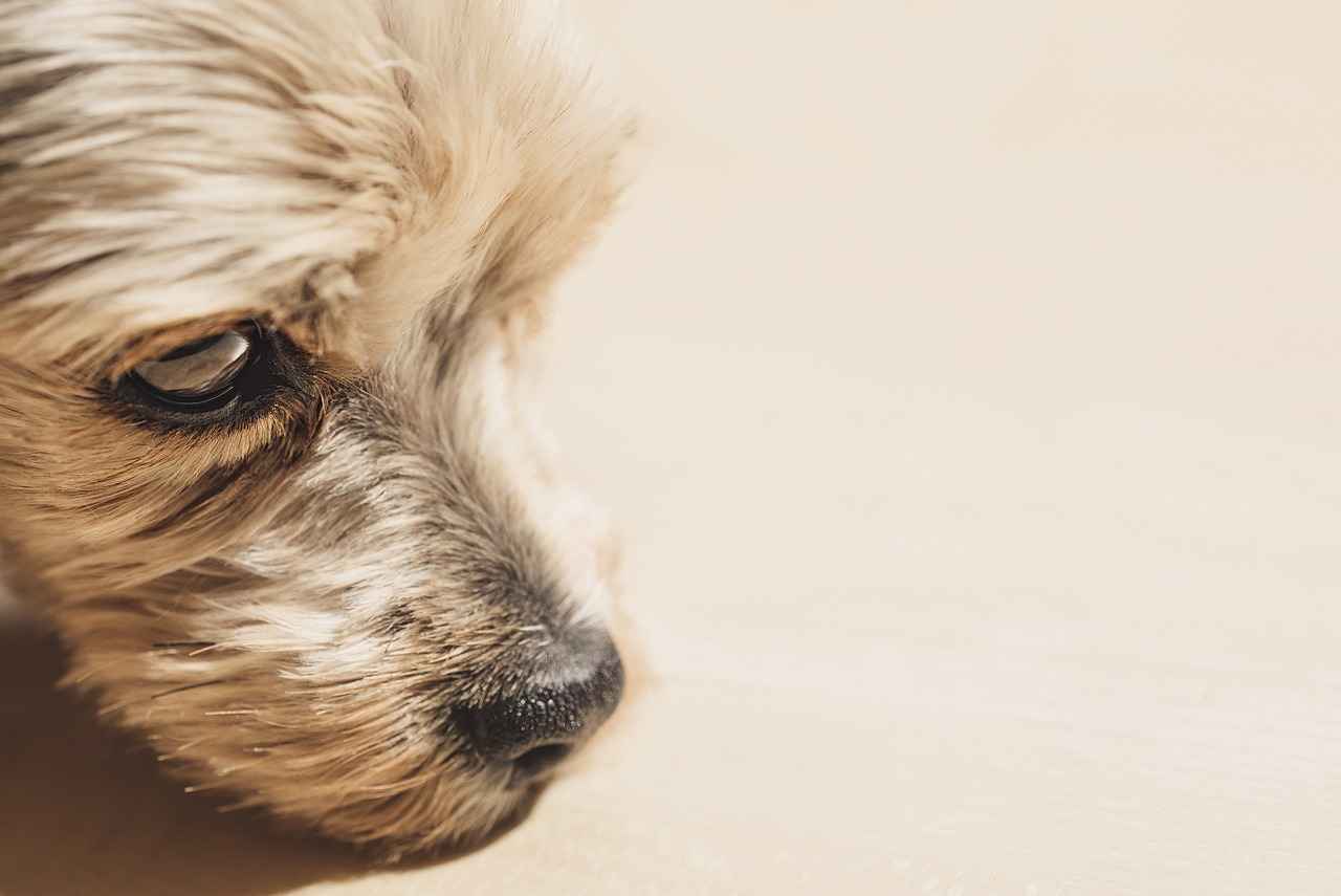 Conclusion: Is an Orvis Dog Bed Right for Your Dog?
