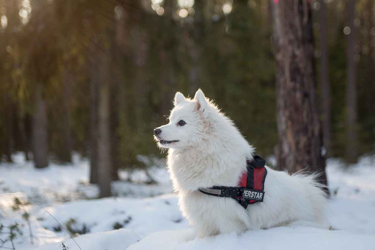 How to Choose the Right Outdoor Dog Bed