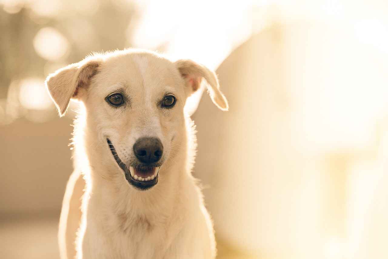 Why Choose an Outdoor Dog Bed?