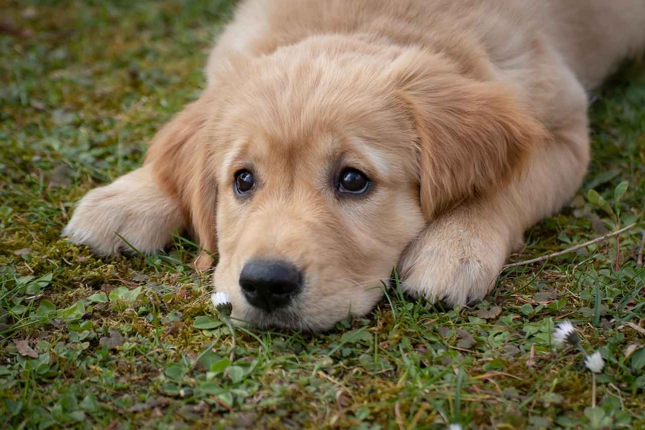 Conclusion: Finding the Perfect Outdoor Dog Bed
