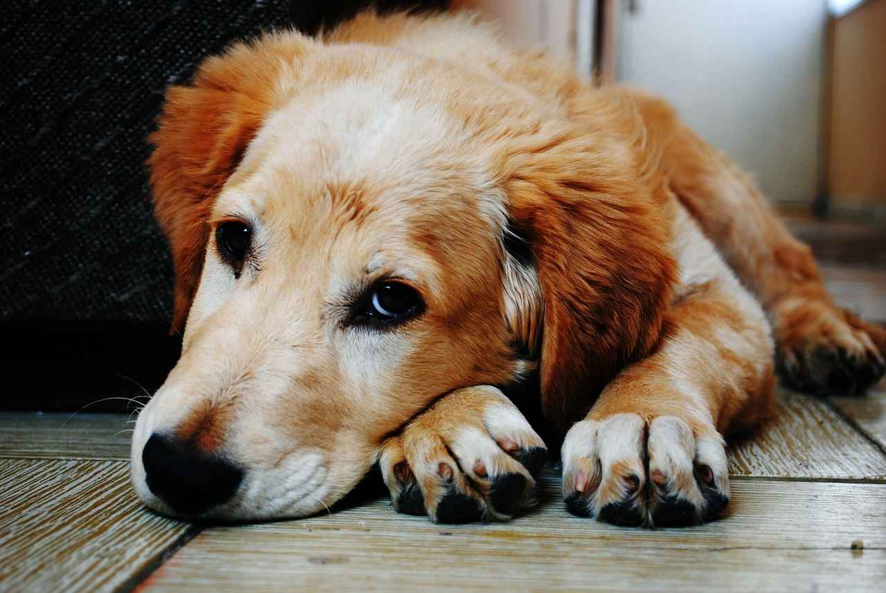 Conclusion: The Ultimate Choice for Your Pet