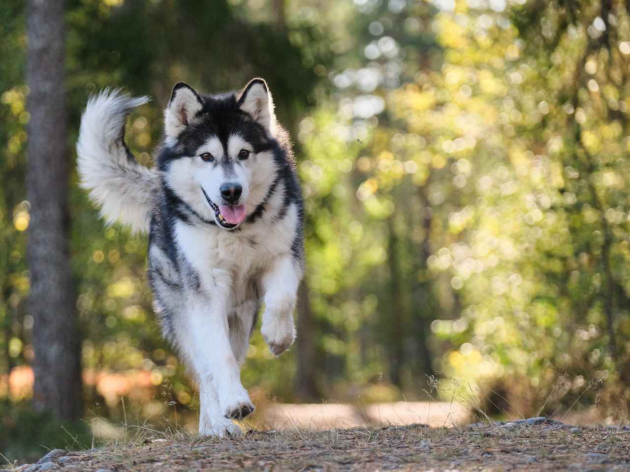Types of Large Dog Beds Available