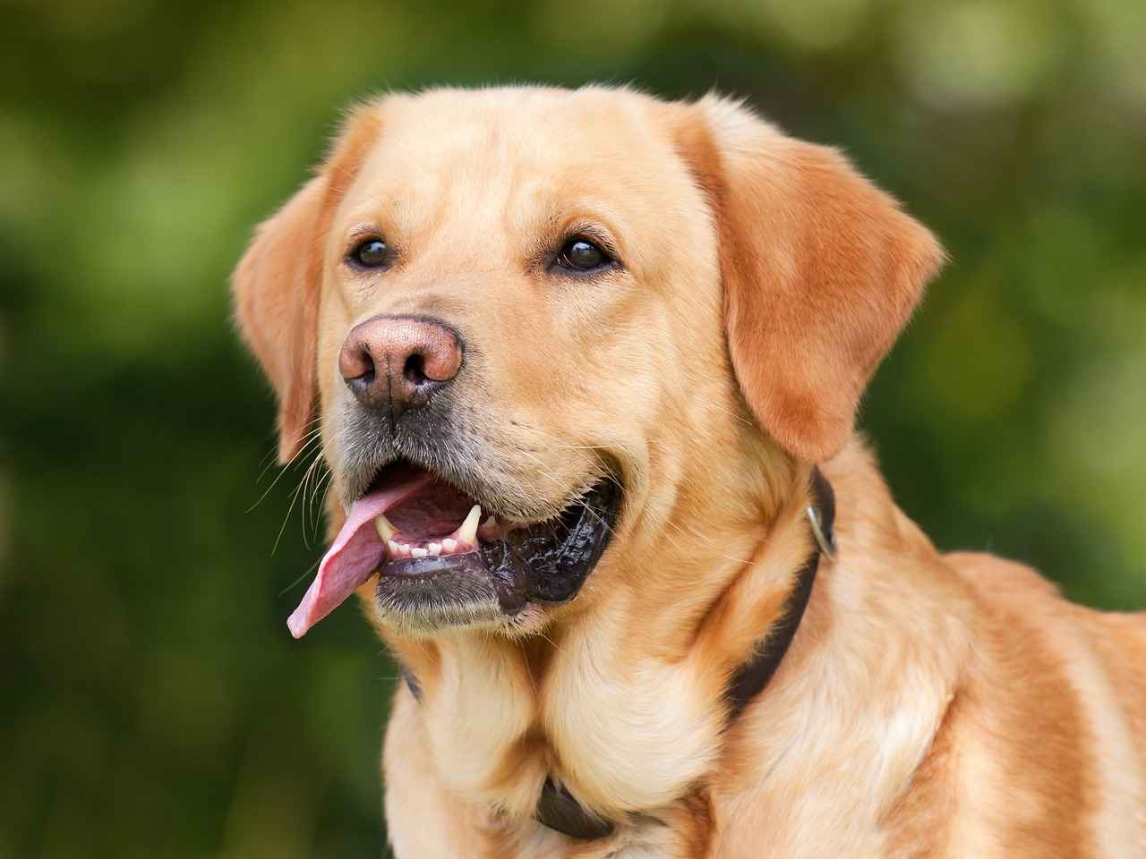 Durability and Maintenance of Dog Beds