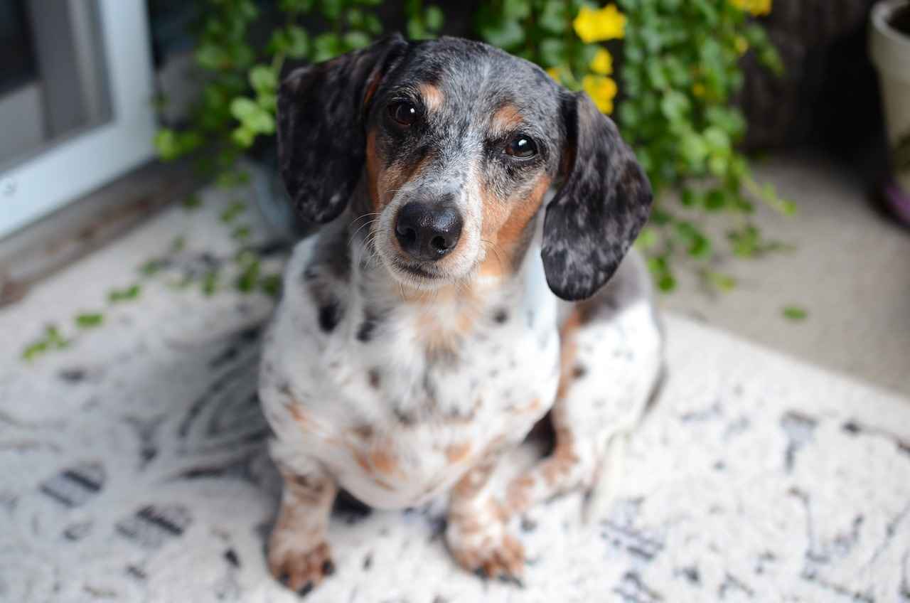 Choosing the Right Size Pink Dog Bed