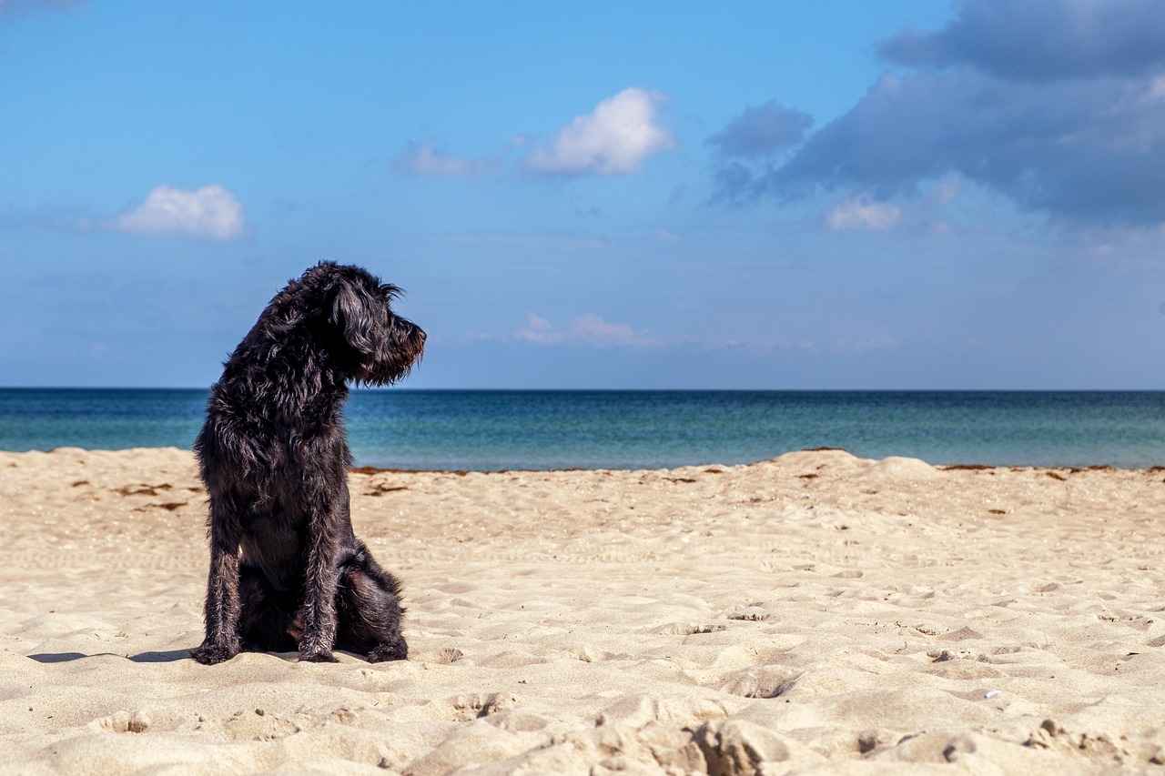 Choosing the Right Size for Your Dog
