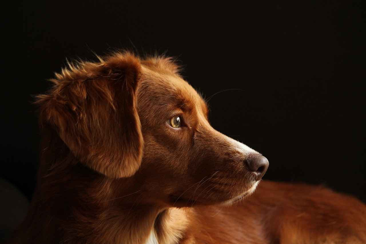 Maintenance Tips for Raised Dog Beds