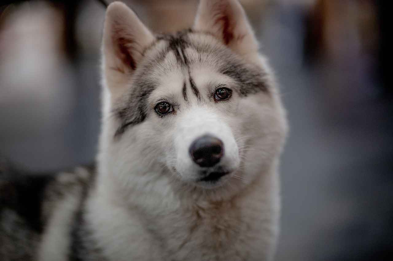 Conclusion: Elevate Your Dog's Comfort