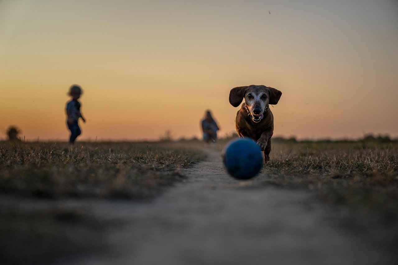 Choosing the Right Size for Your Dog