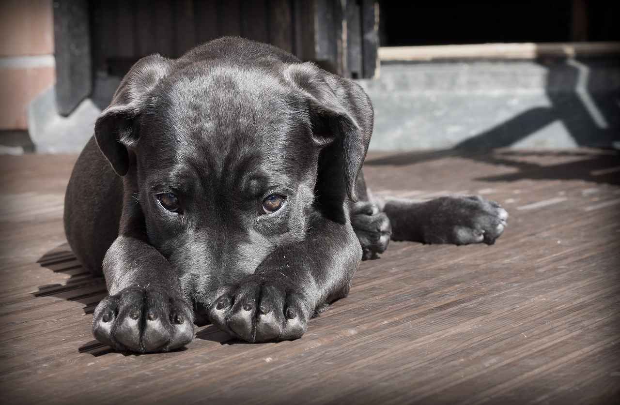 Materials Used in Round Dog Beds