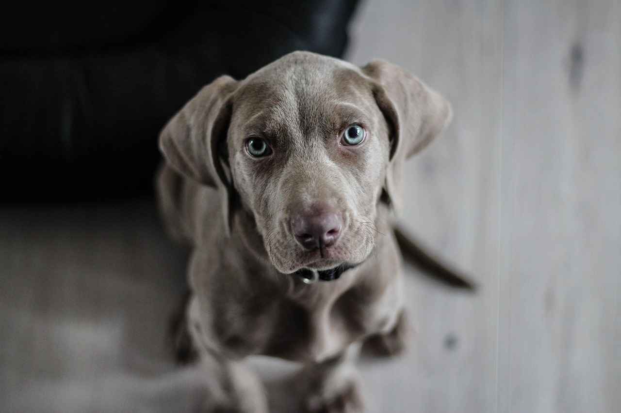 Small Dog Beds: Best Choices for Petite Pups