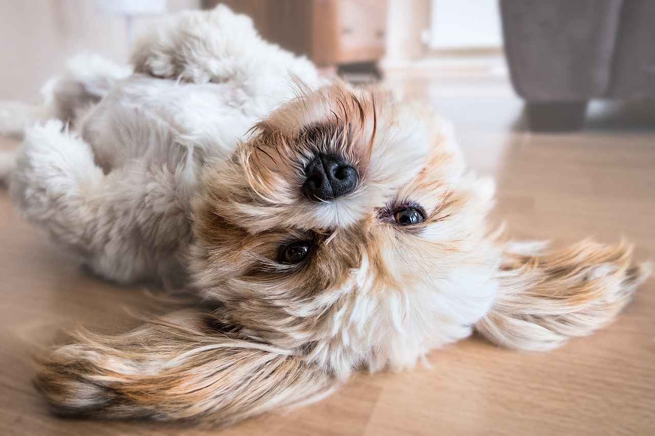 Why a Good Dog Bed Matters