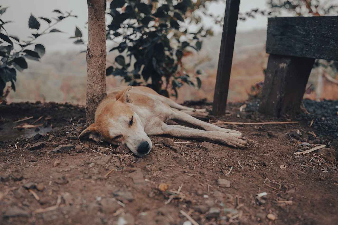 5. Understanding Your Dog's Sleeping Habits
