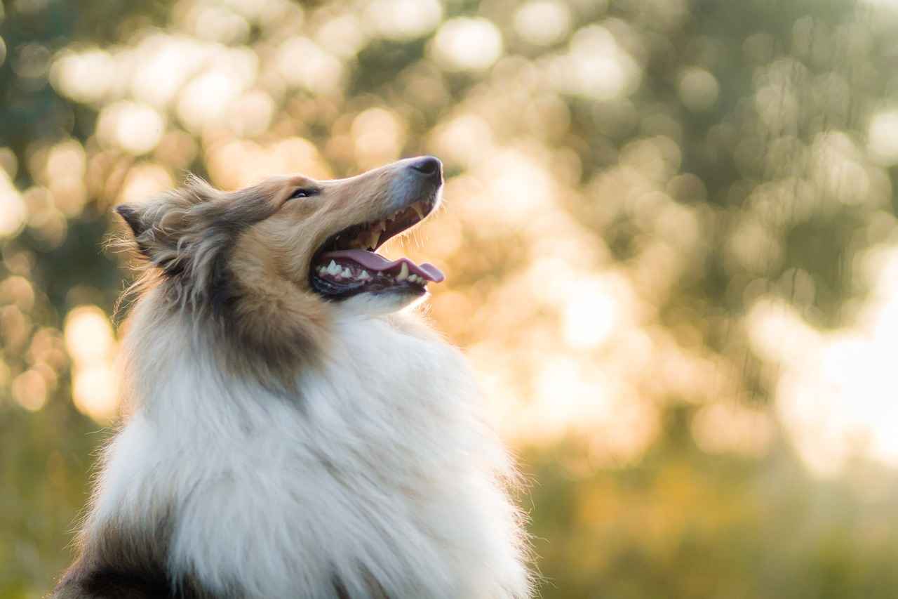Care and Maintenance Tips for Tough Dog Beds