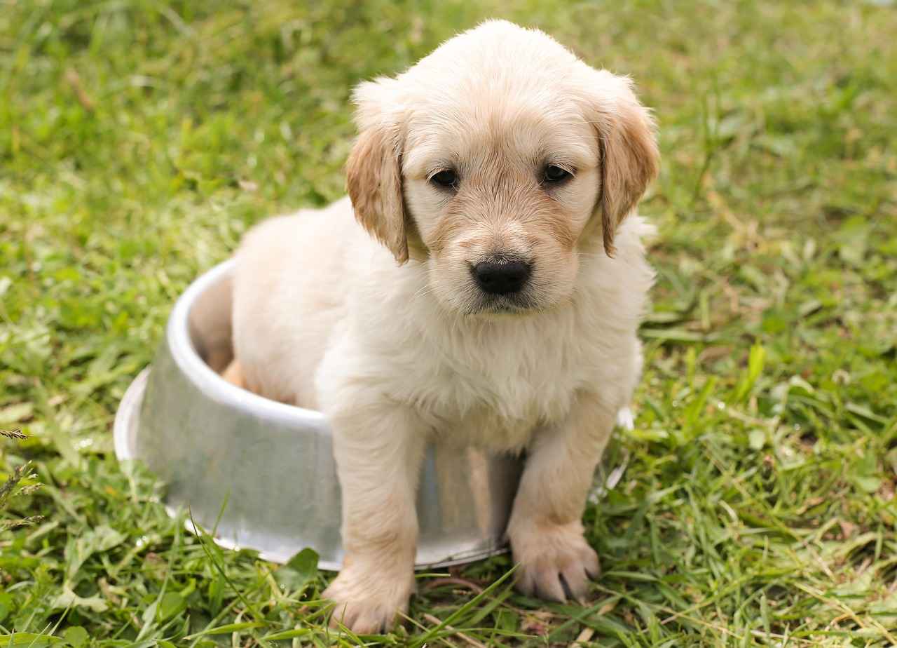 Types of Dog Beds Available