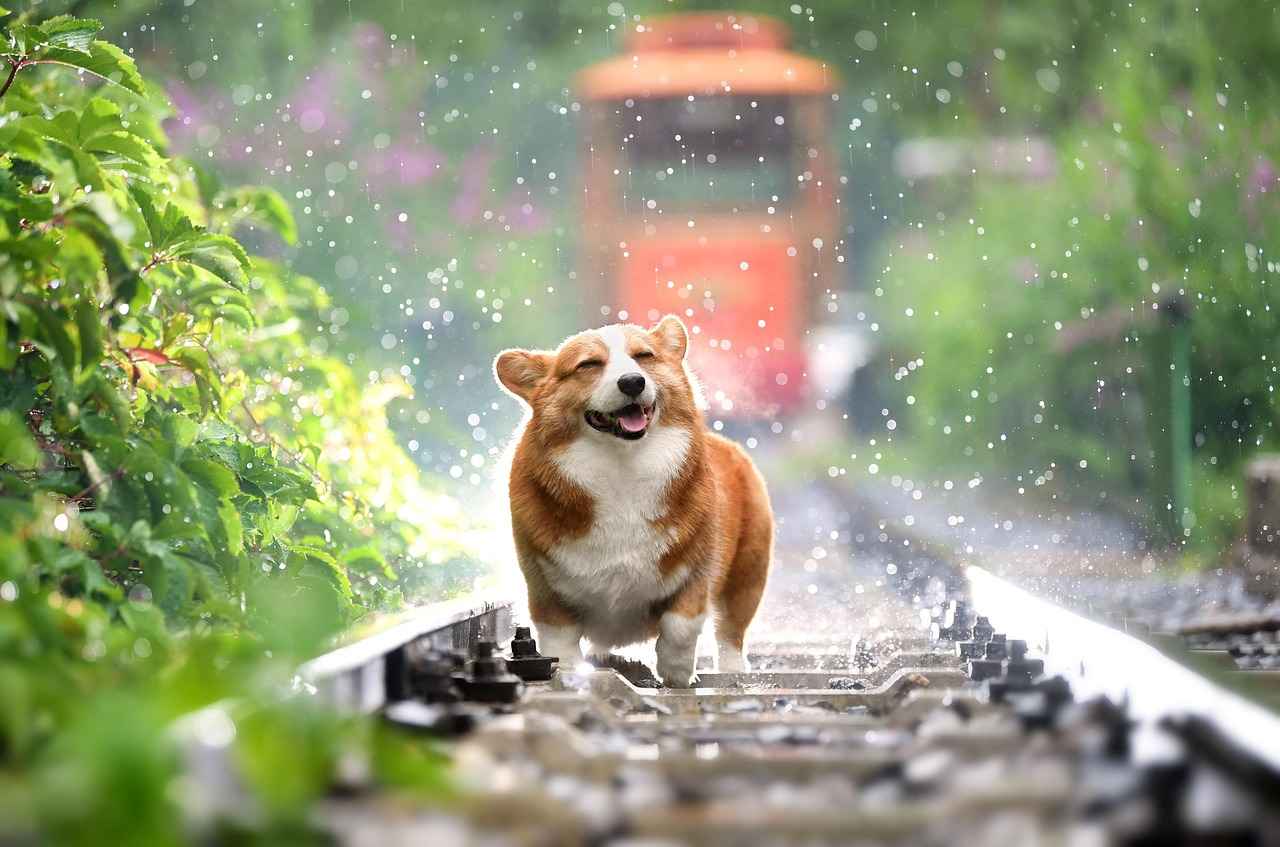 Choosing the Right Size for Your Dog